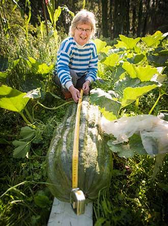 nainen mittaa jättikurpitsan pituutta mittanauhalla