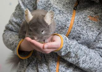 Jenni Lindström håller en chinchilla i famnen. Chinchillan är en gnagare som är släkt med marsvin och jordpiggsvin, men ser ut som blandningen av ekorre och kanin med lång svans och stora öron. 