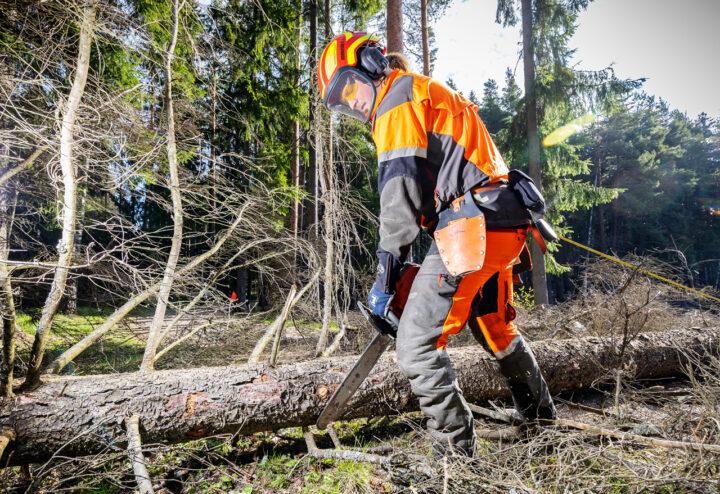 metsuri Eelis Näppi karsii puun oksia moottorisahalla