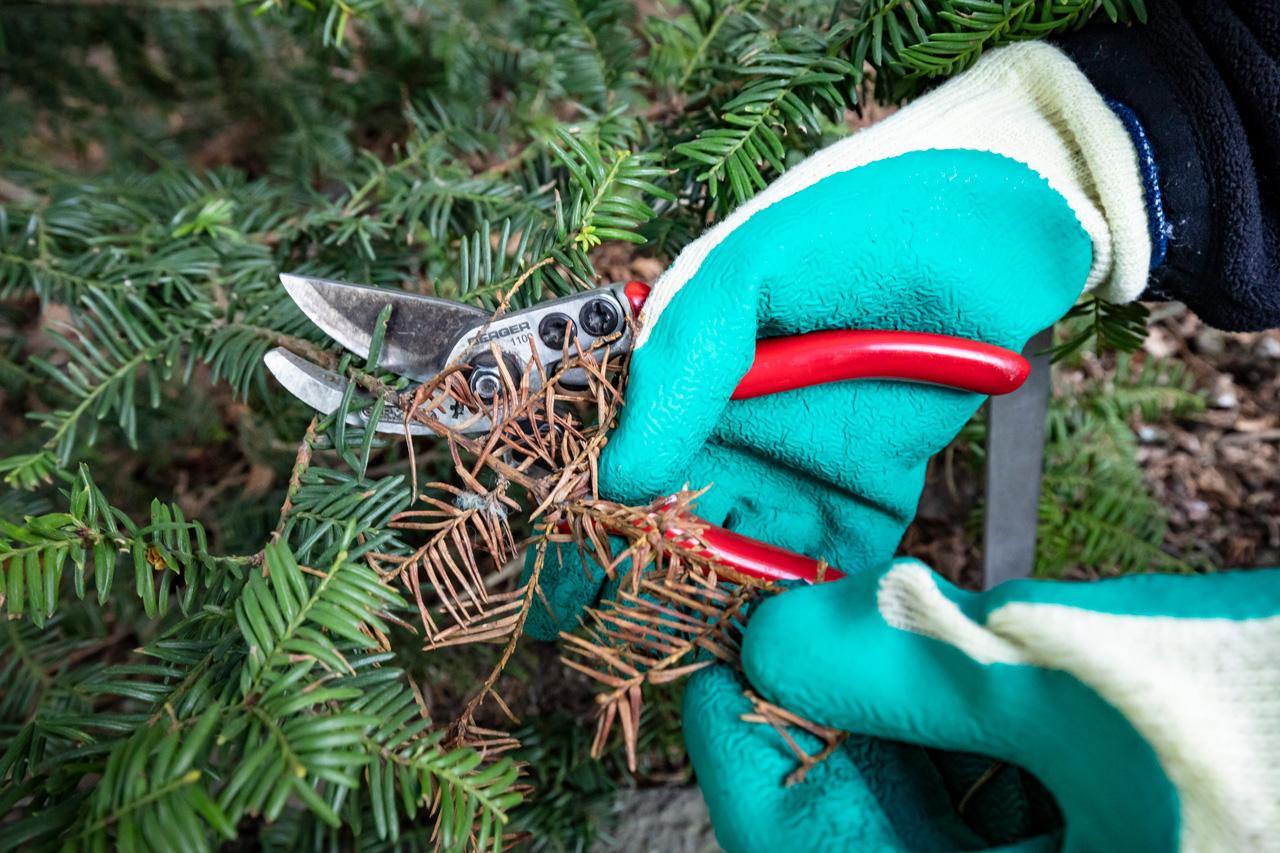 Puutarhuri Pirkitta Puustisen työhanskat ja pihdit lähikuvassa Kaisaniemen kasvitieteellisessä puutarhassa.