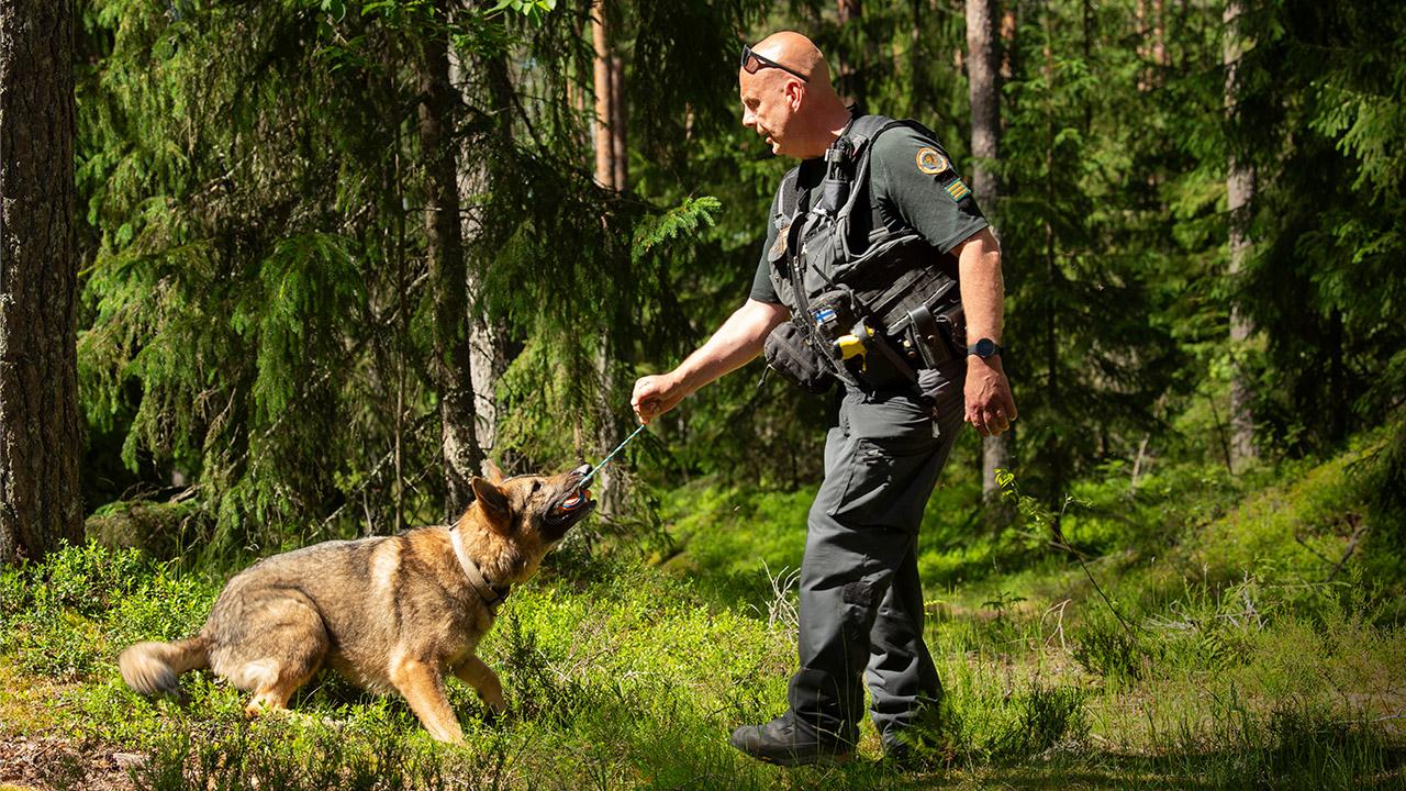 Ylirajavartija Jarkko Eteläpää ja Wau-koira kävelevät metsässä lähellä itärajaa.