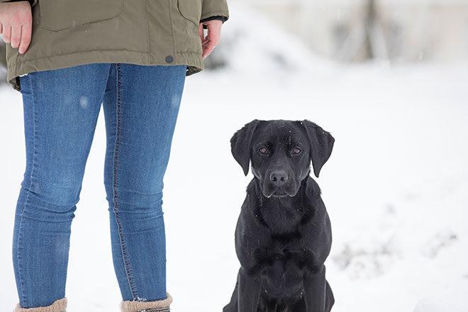 Den svarta labradortiken Tinka sitter på den snöiga marken bredvid Jenni Lindström.