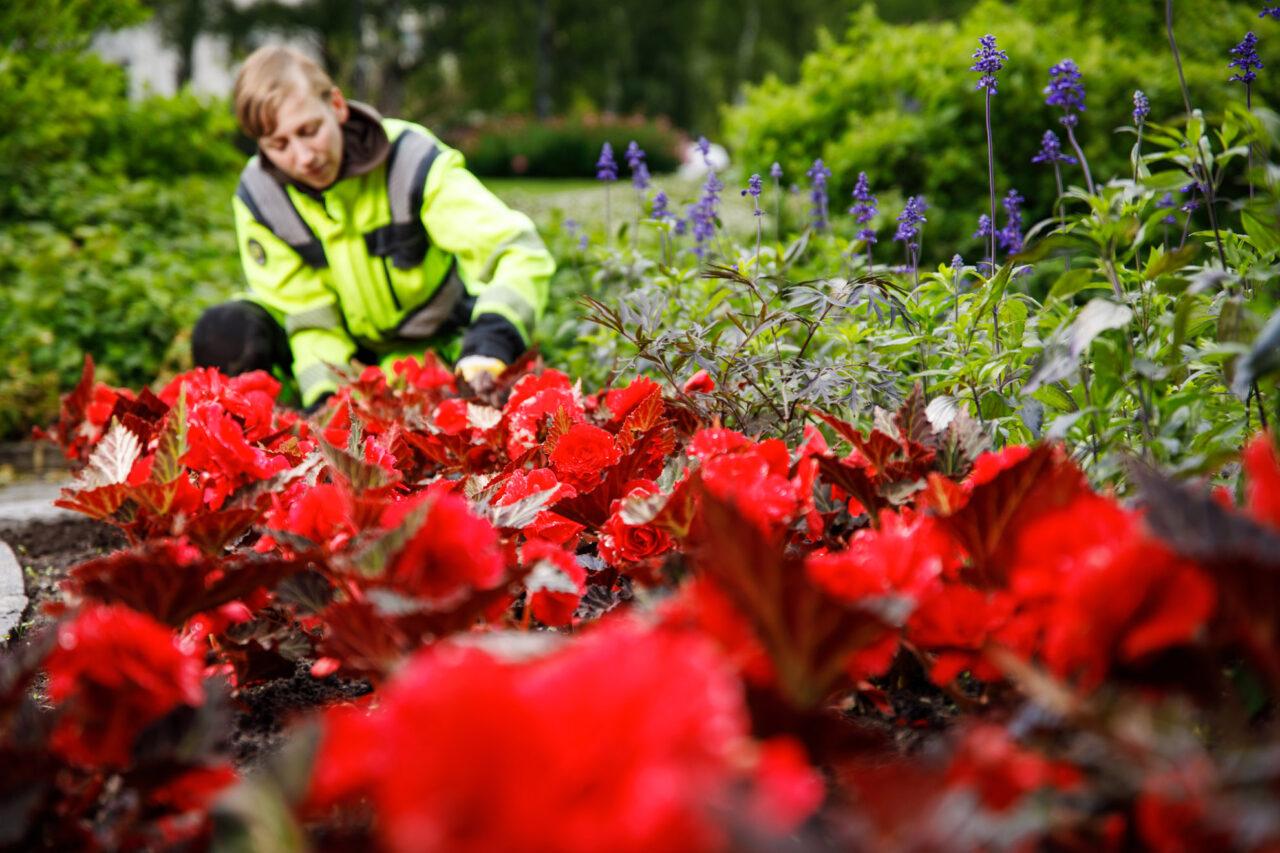 Eva-Lotta Dahllund rensar blommor i en rabatt.