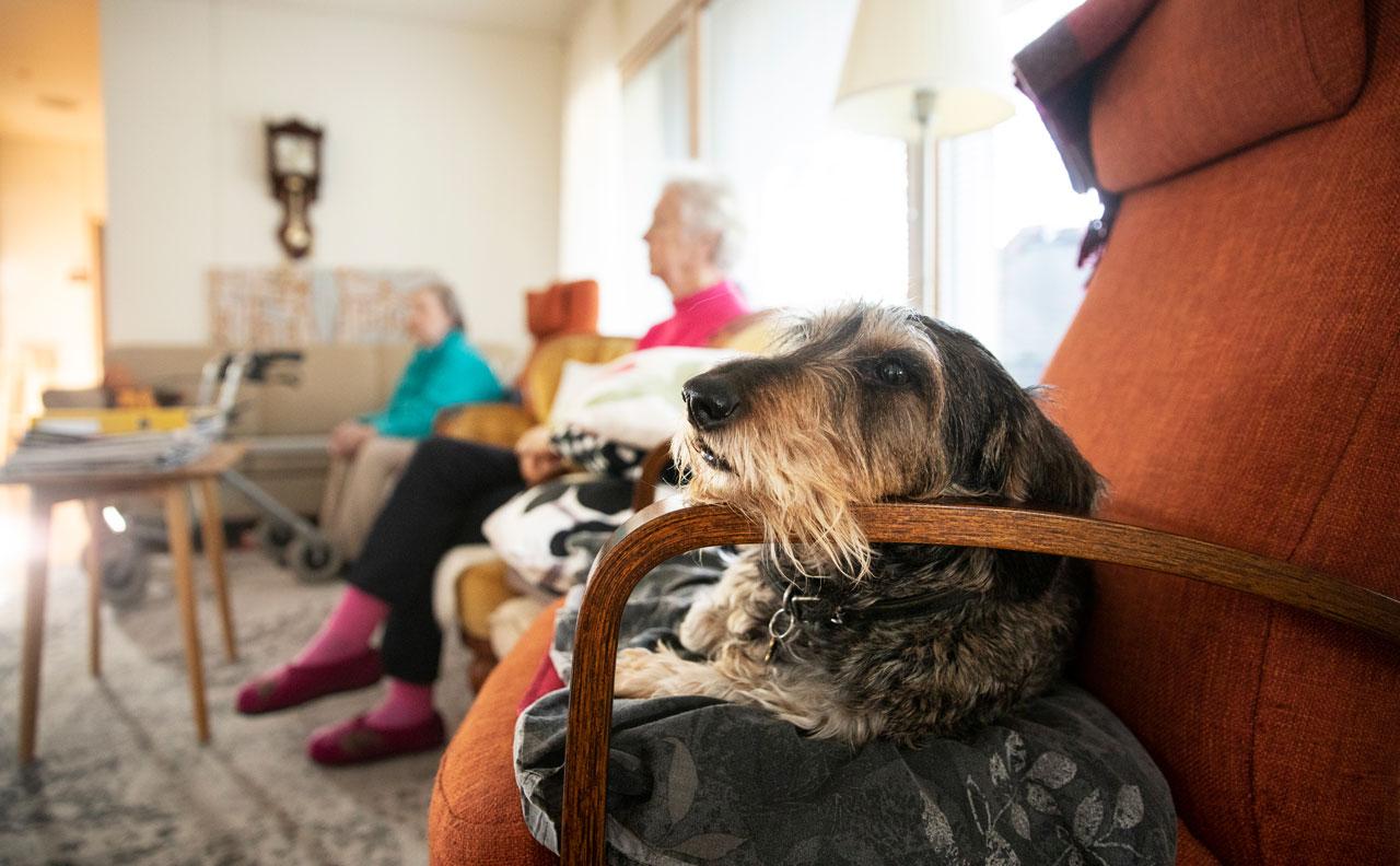 Hilla-koira ja perhekodin asukkaita sohvalla