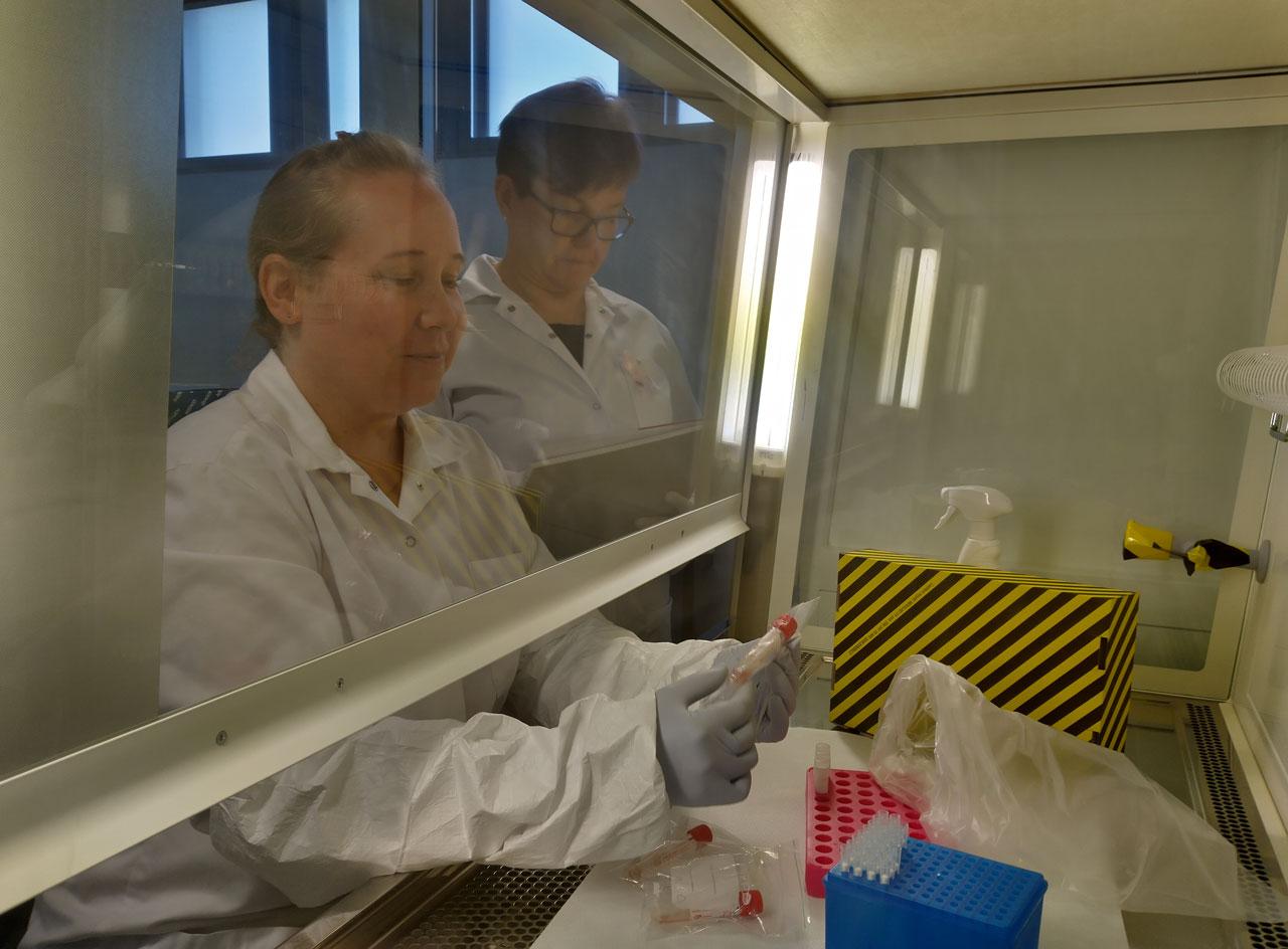 Ruokaviraston JHL:läiset laboratoriotyöntekijät Tiina Peltonen ja Merja Hautala valmistelevat testiä kädet biosuojakaapissa päällään suojakäsineet ja hihasuojat.